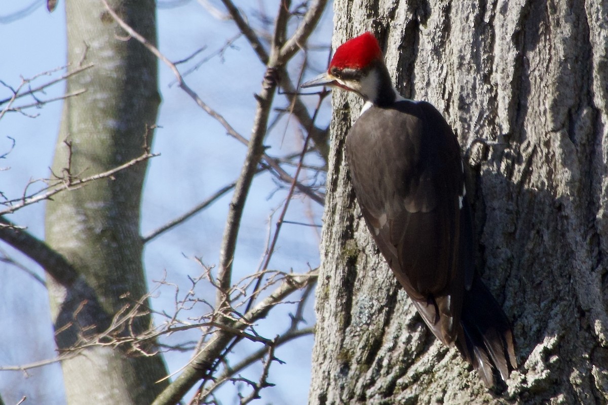 Pileated Woodpecker - ML617513085