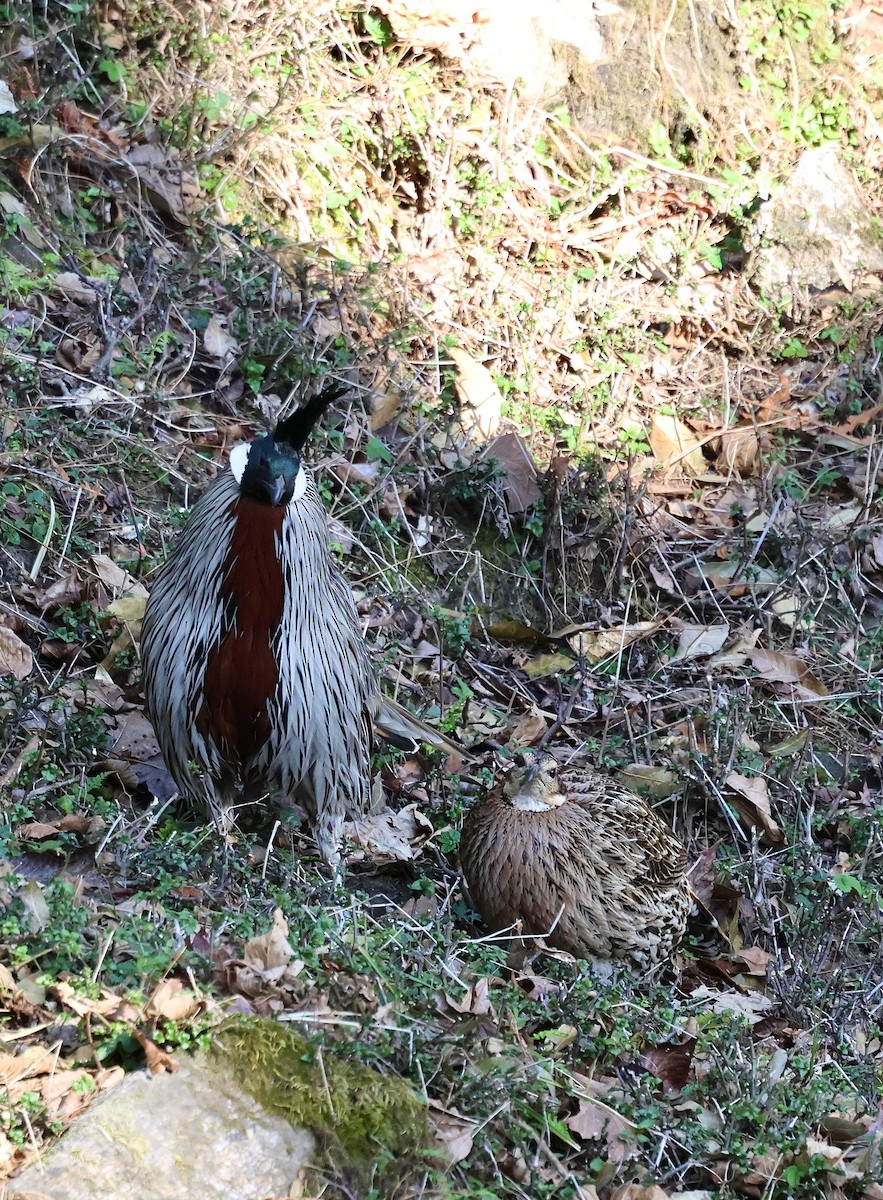 Koklass Pheasant - ML617513091