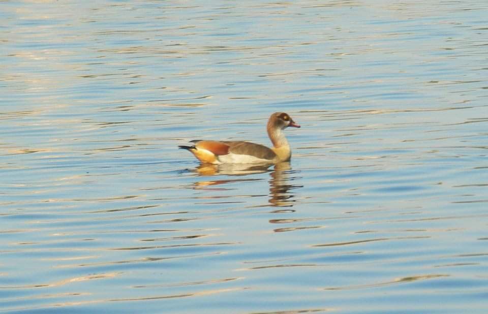 Egyptian Goose - ML617513099