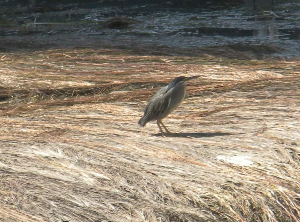 Striated Heron - ML617513108