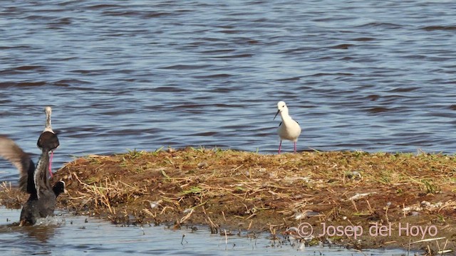 Eurasian Coot - ML617513139