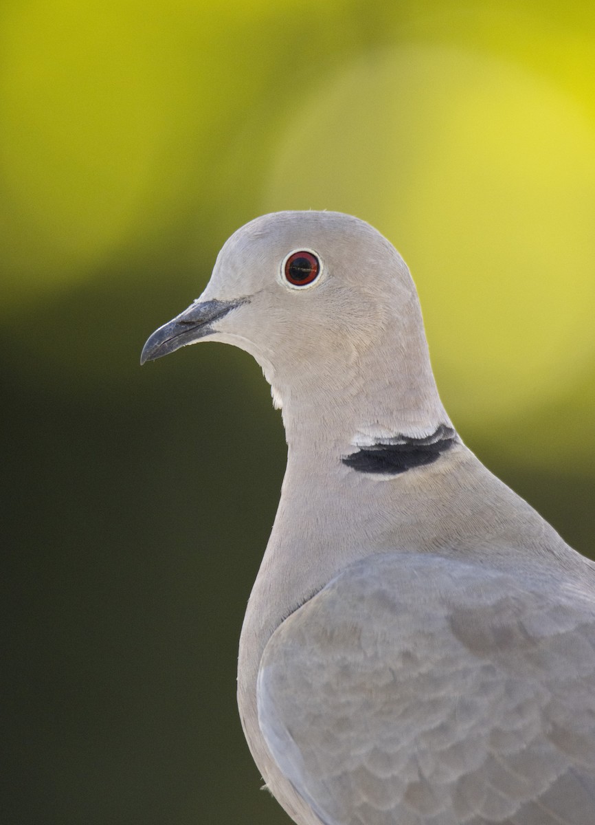 Eurasian Collared-Dove - Giorgos Papadomanolakis