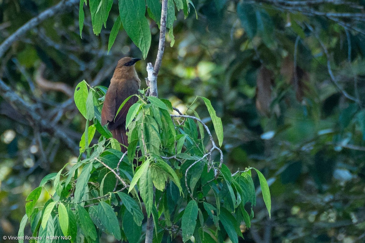 Bay Coucal - Vincent Romera