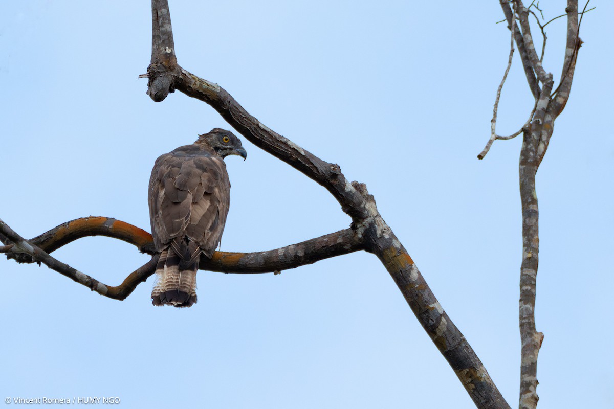 Sulawesi Honey-buzzard - Vincent Romera