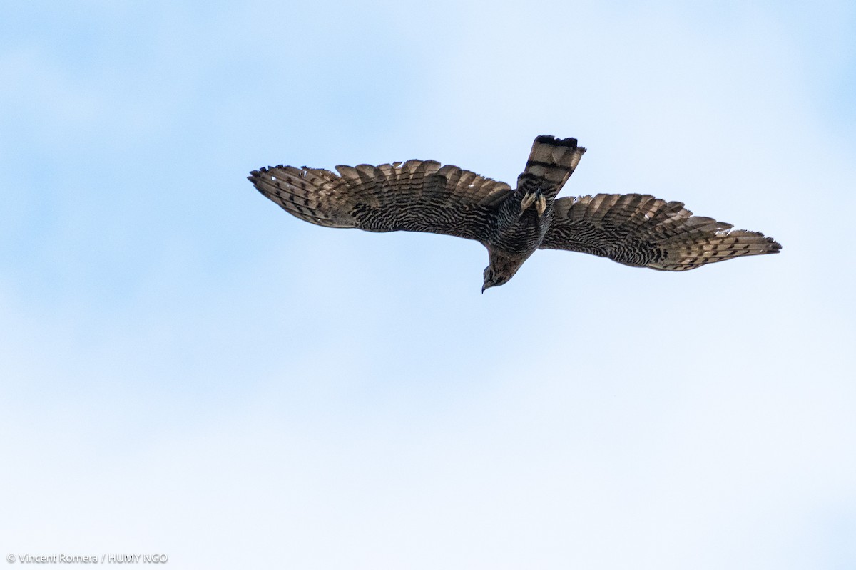 Sulawesi Honey-buzzard - Vincent Romera