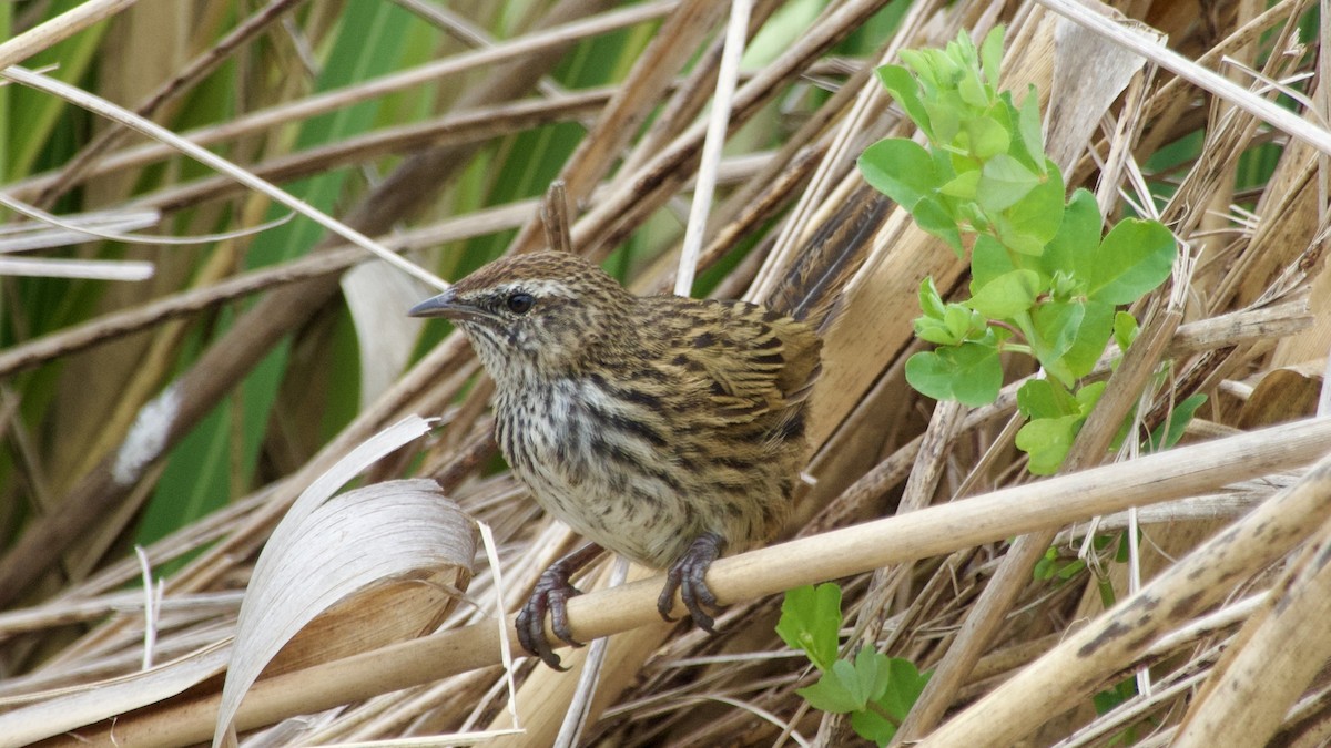 New Zealand Fernbird - ML617513197