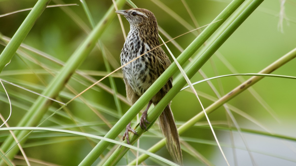 New Zealand Fernbird - ML617513203