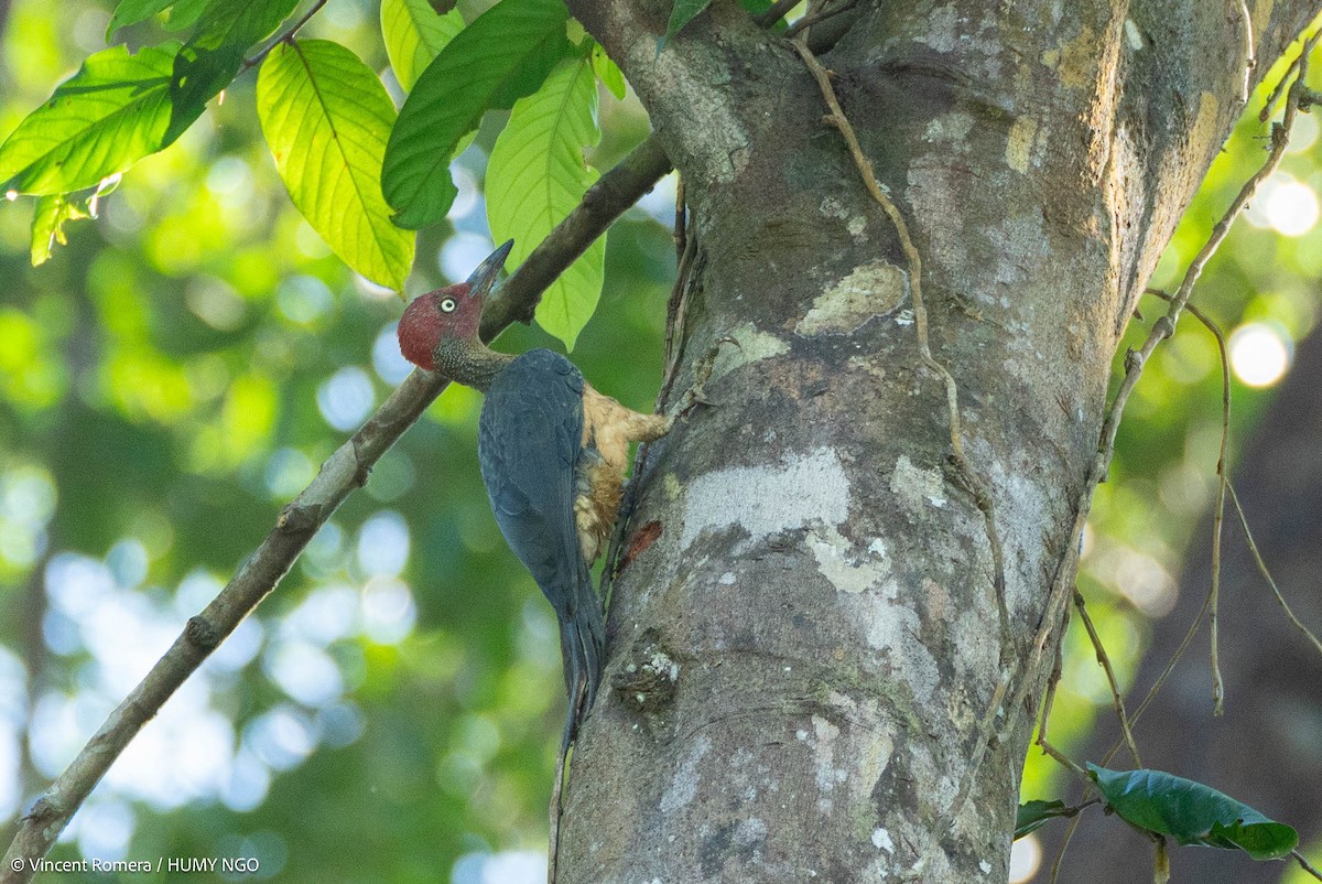 Ashy Woodpecker - Vincent Romera