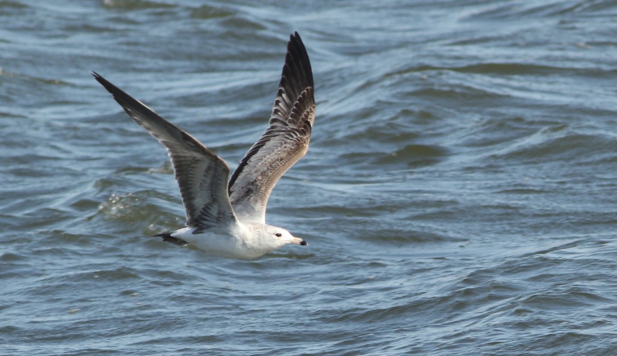 Ring-billed Gull - ML617513224