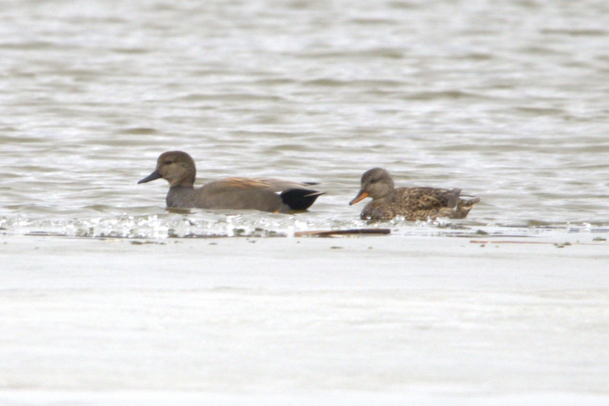 Gadwall - Michel Marsan