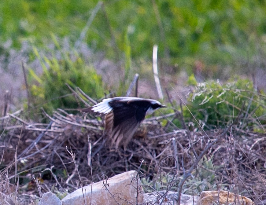 Northern Wheatear - ML617513251