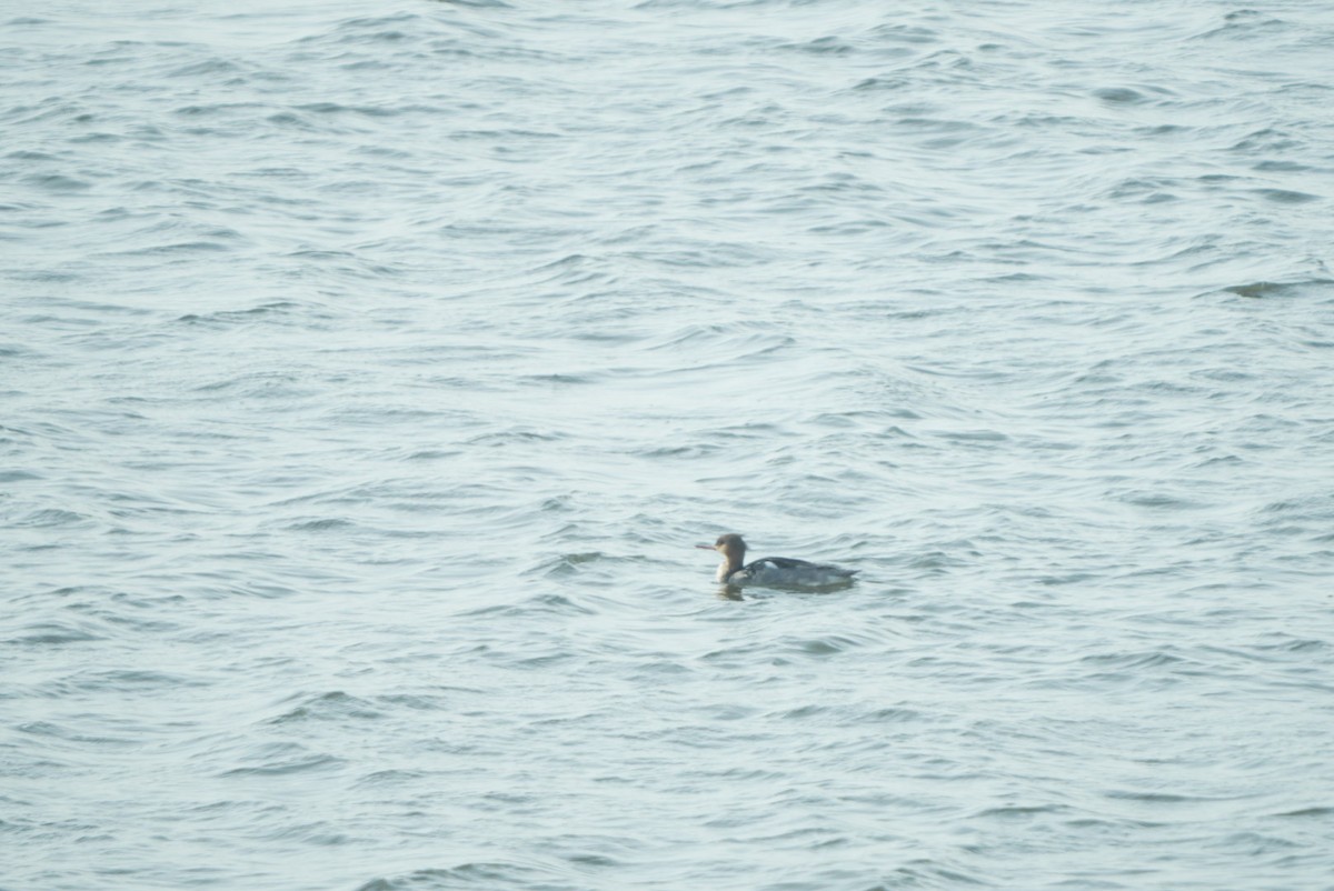 Red-breasted Merganser - ML617513255