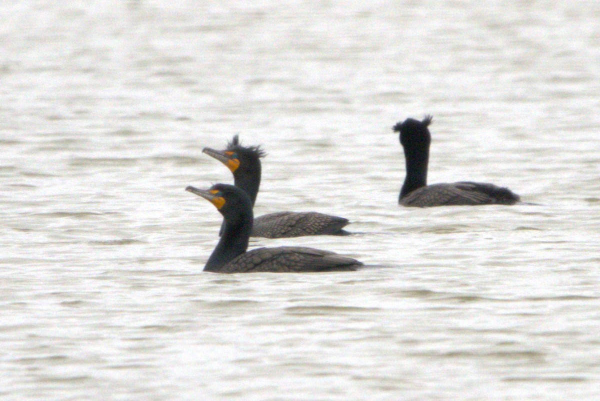 Double-crested Cormorant - ML617513267