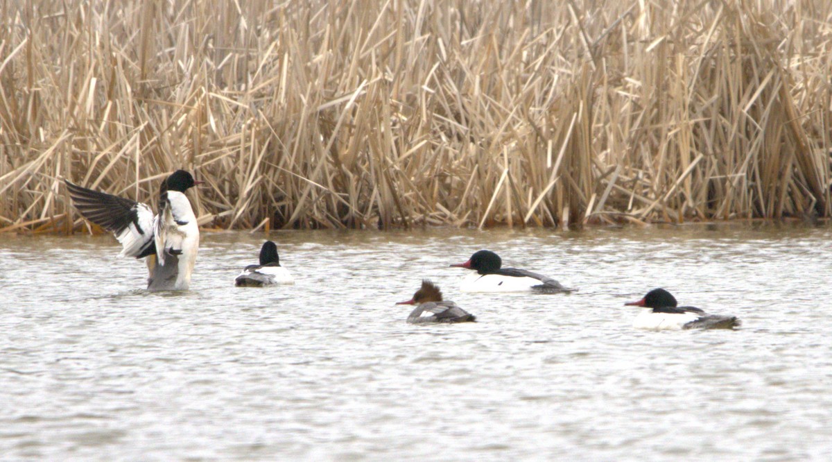 Common Merganser - ML617513291