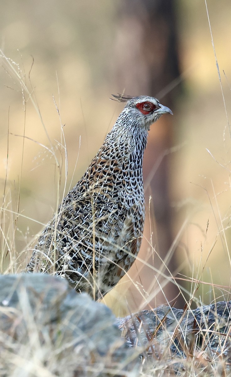 Cheer Pheasant - ML617513312