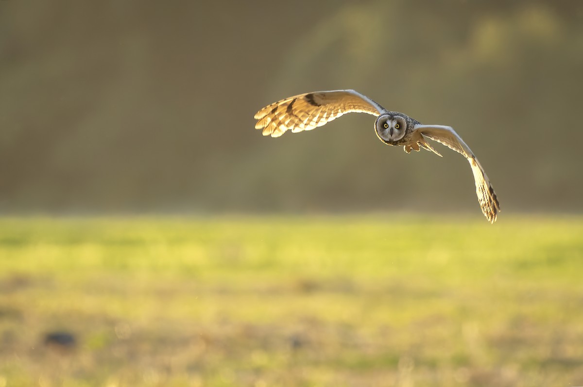 Short-eared Owl - ML617513342