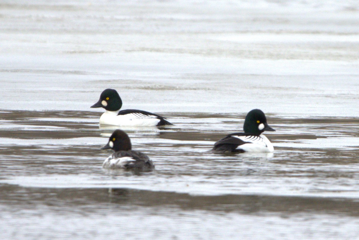 Common Goldeneye - Michel Marsan