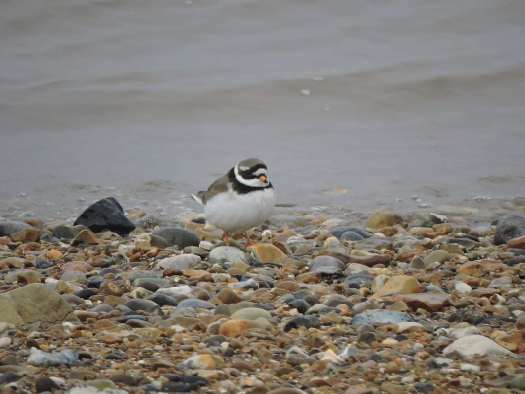 Common Ringed Plover - ML617513361