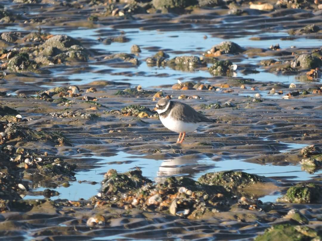 Common Ringed Plover - ML617513387