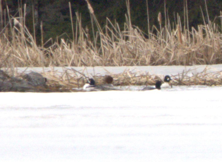 Barrow's Goldeneye - ML617513397