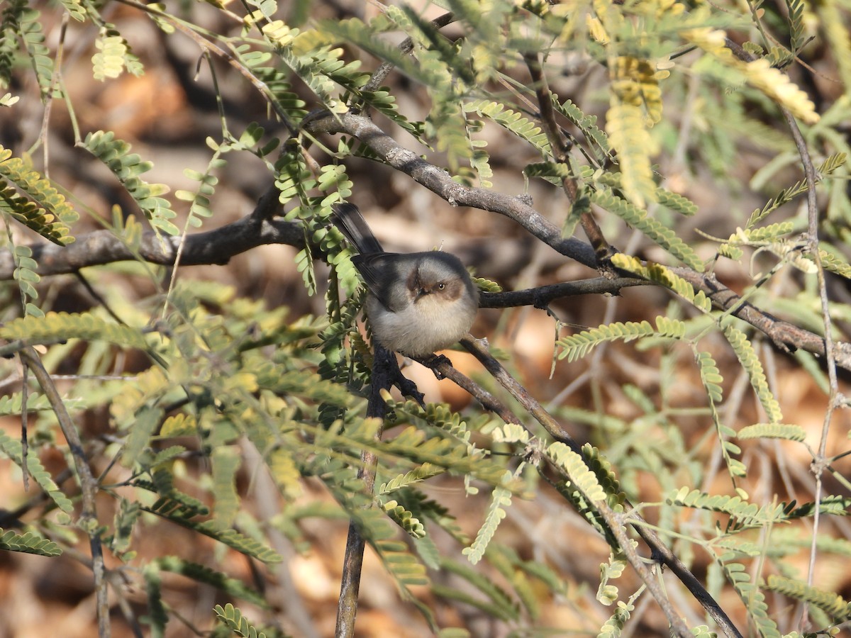 Bushtit (Interior) - ML617513407