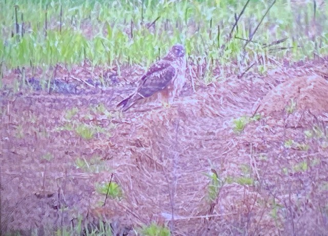 Northern Harrier - ML617513420