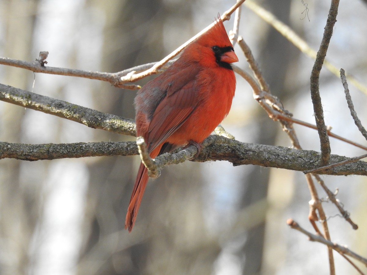 Northern Cardinal - ML617513462