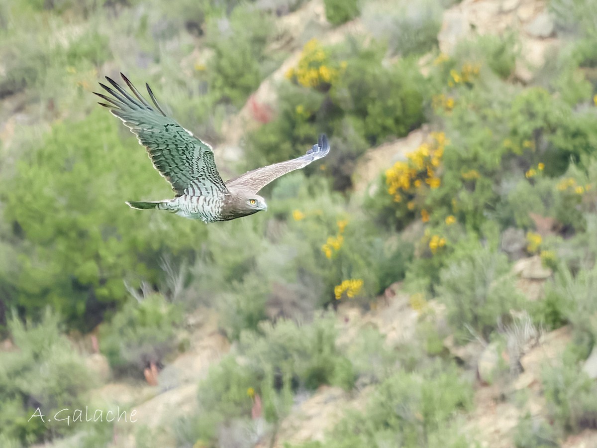 Short-toed Snake-Eagle - ML617513479