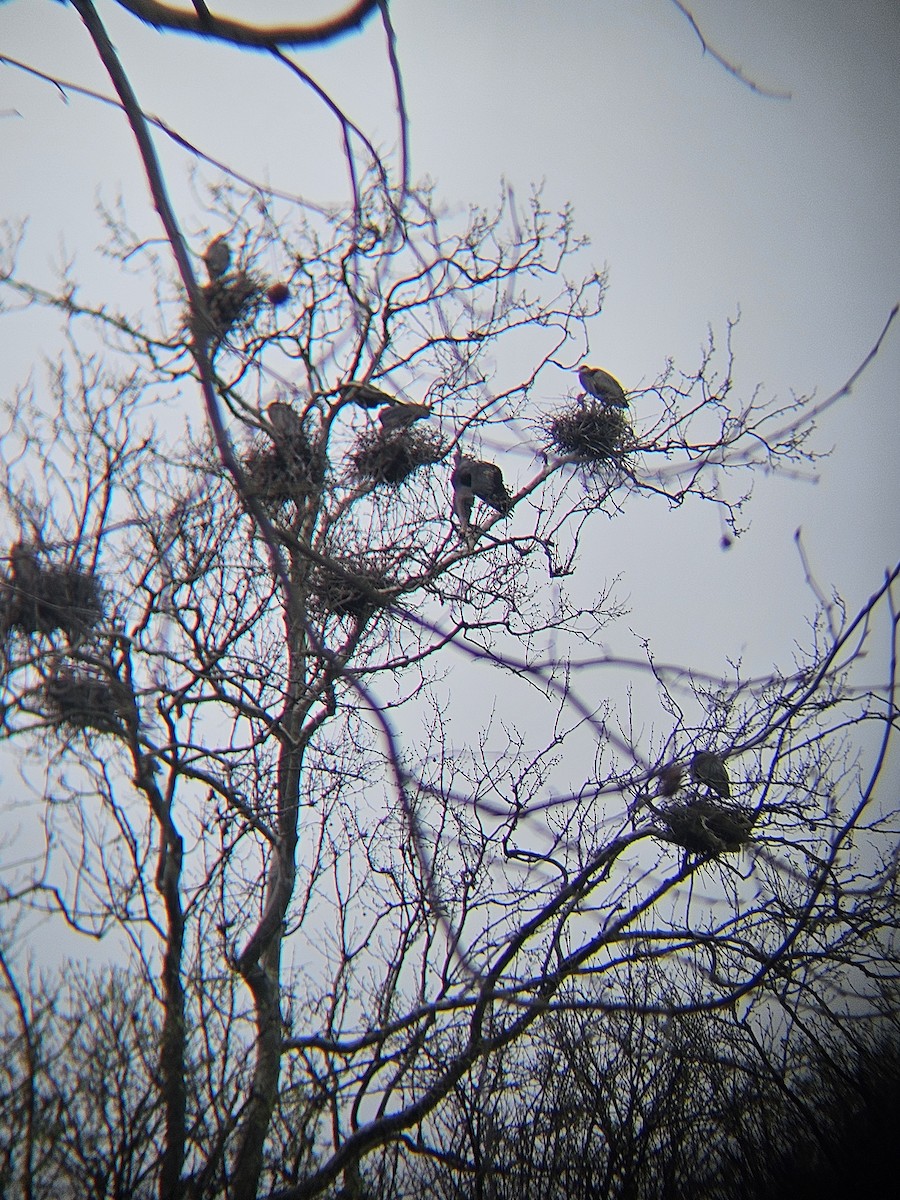 Great Blue Heron - ML617513480