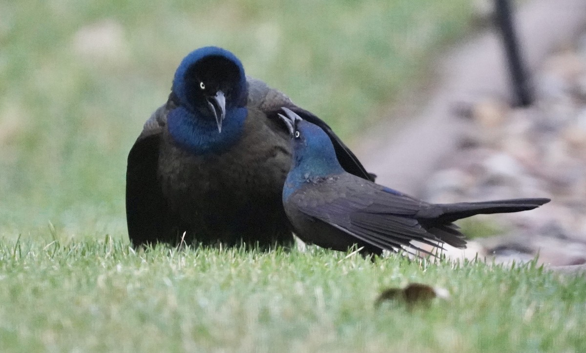 Common Grackle - ML617513503