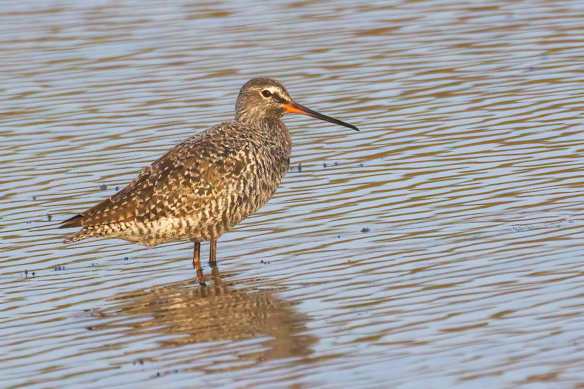 Spotted Redshank - ML617513582