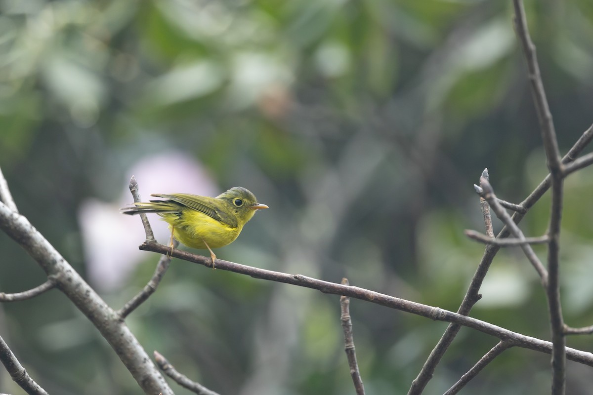 Mosquitero de Bianchi - ML617513637