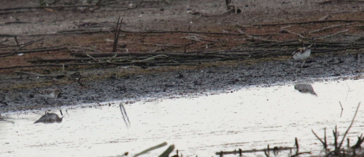 Red-necked Stint - ML617513642