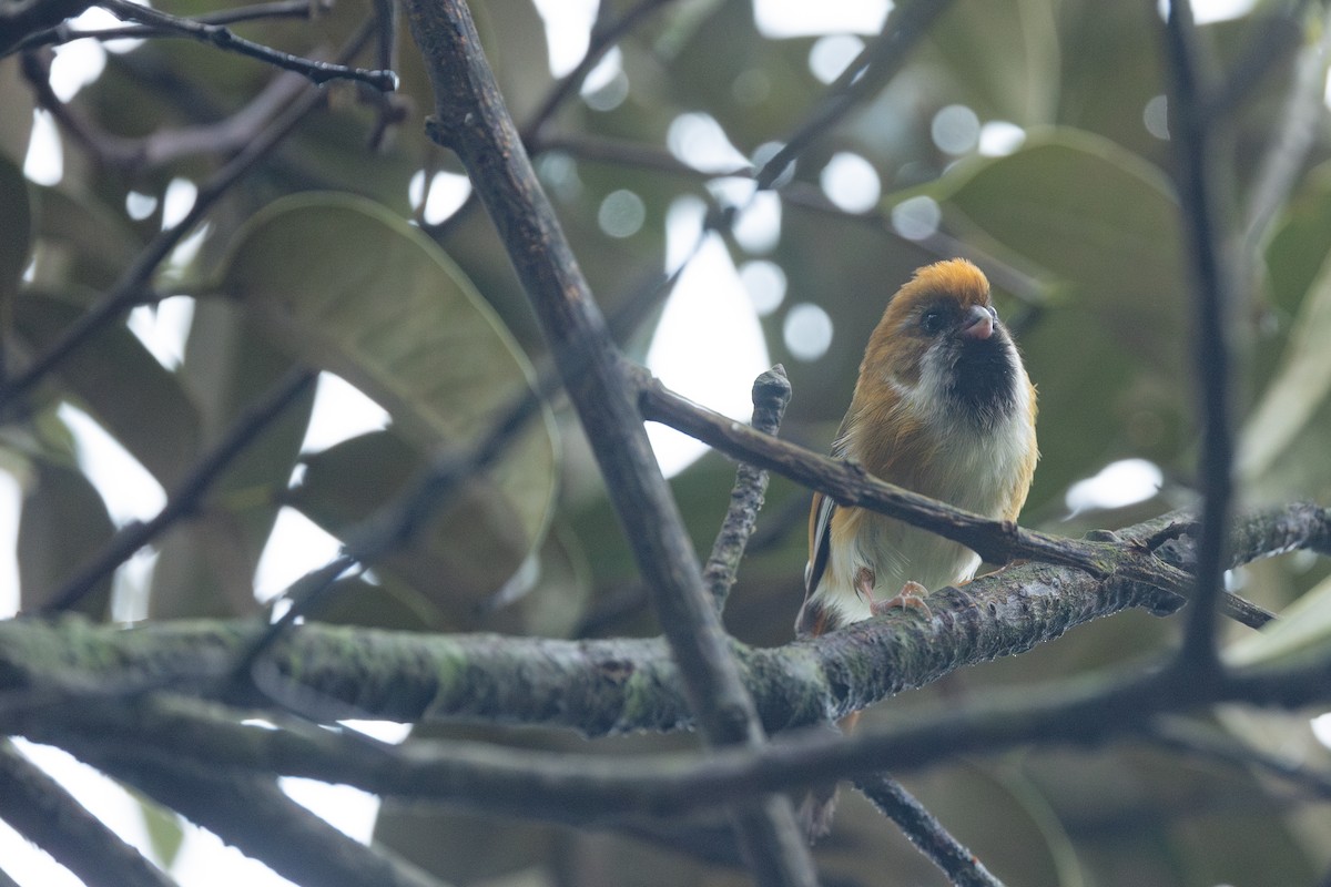 Golden Parrotbill - ML617513648