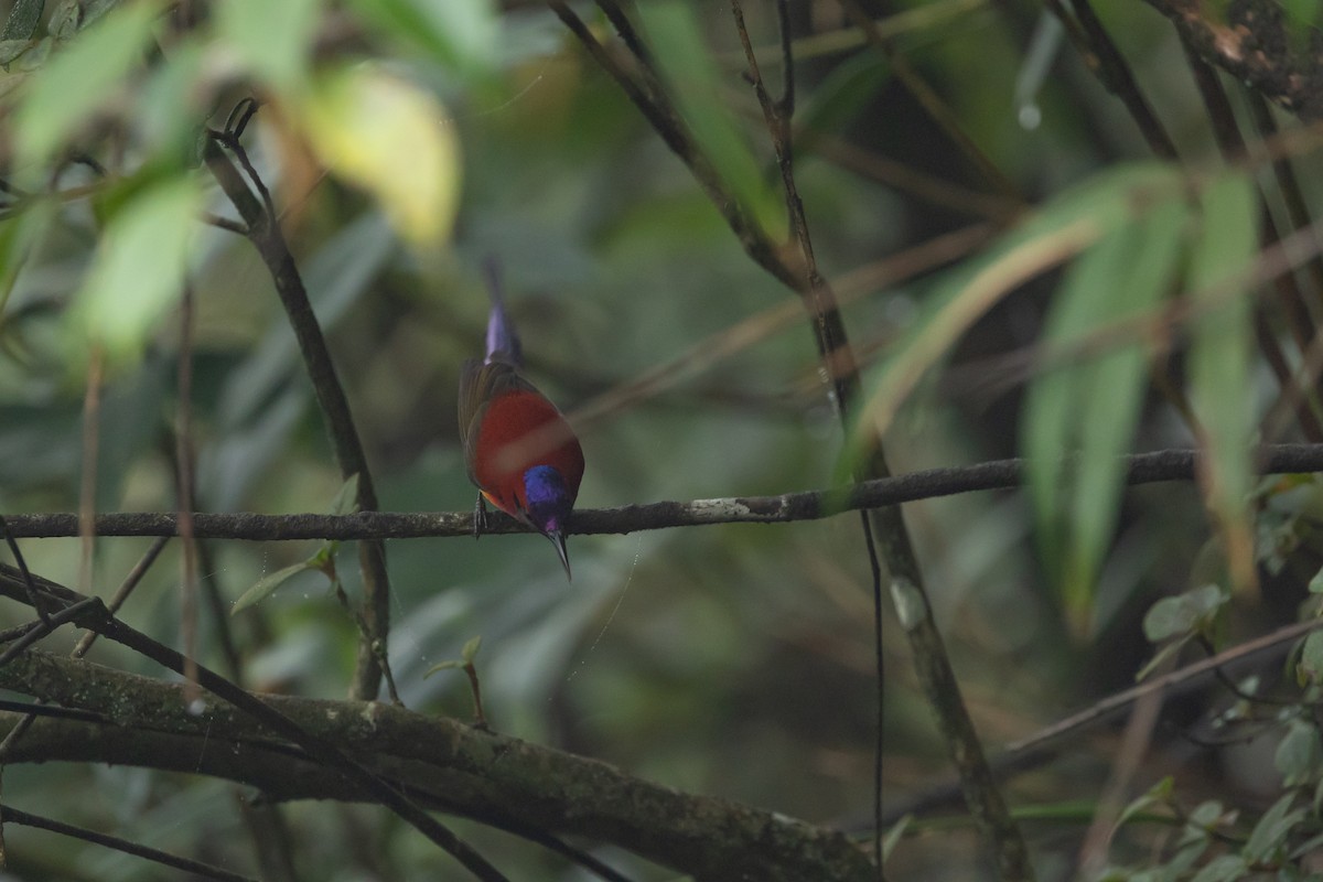 Mrs. Gould's Sunbird (Scarlet-breasted) - 1an Wang