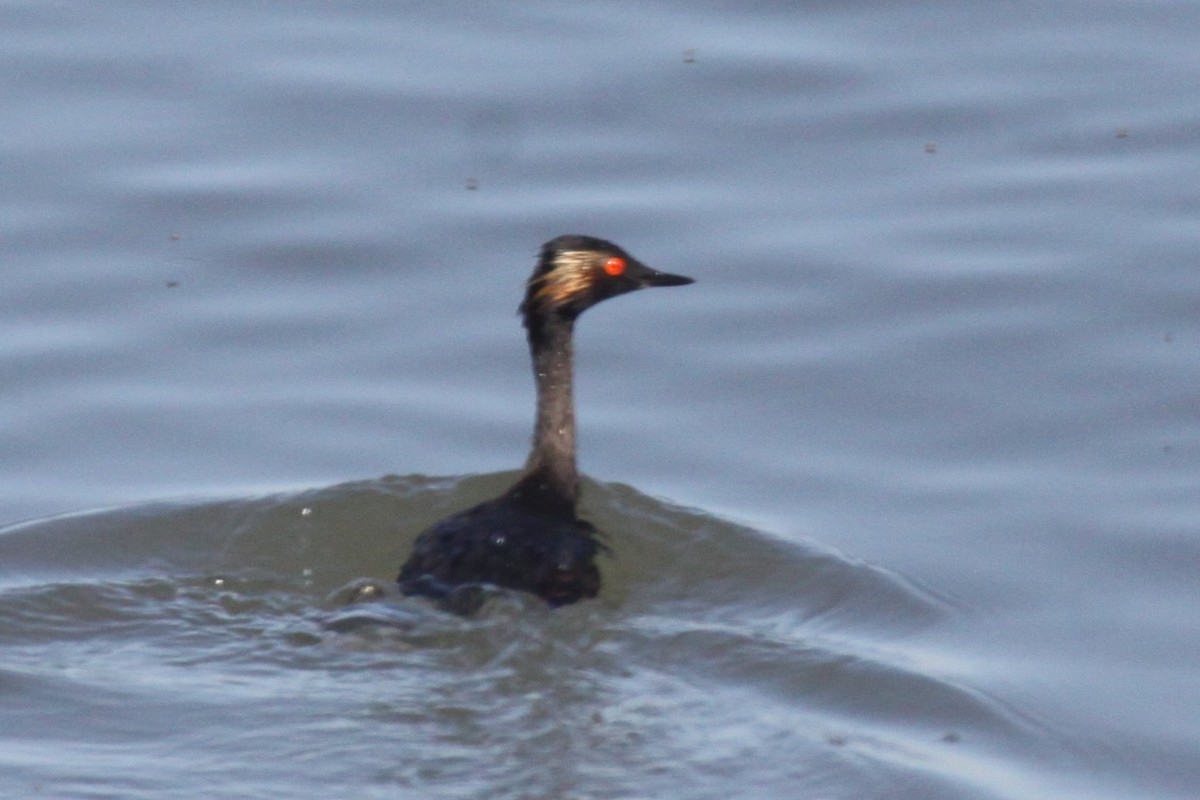 Eared Grebe - ML617513689