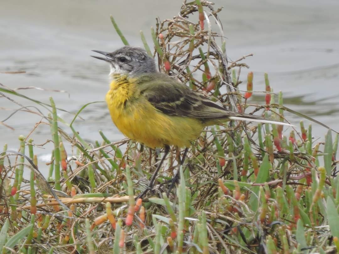 Western Yellow Wagtail - ML617513702