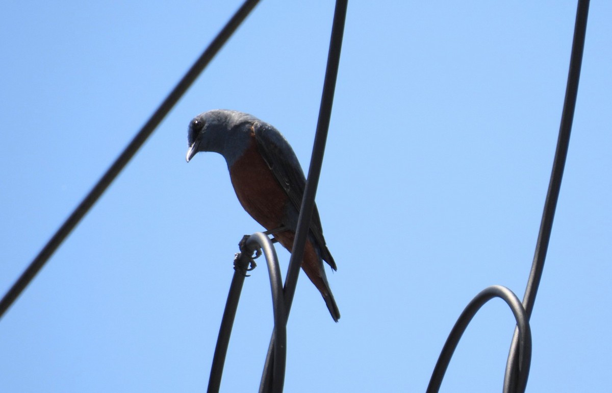 Blue Rock-Thrush - ML617513714