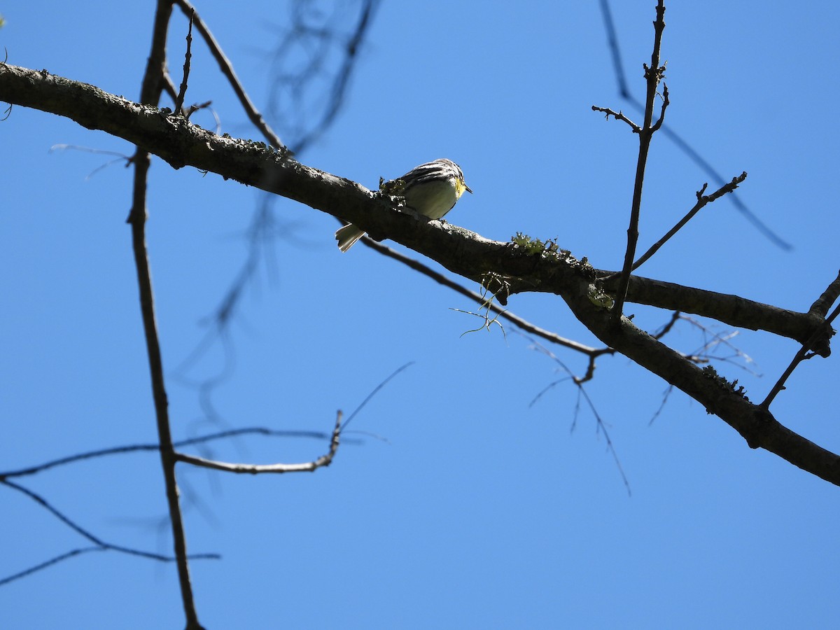 Goldkehl-Waldsänger - ML617513715