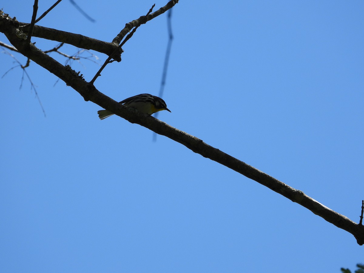 Yellow-throated Warbler - Marc Roy