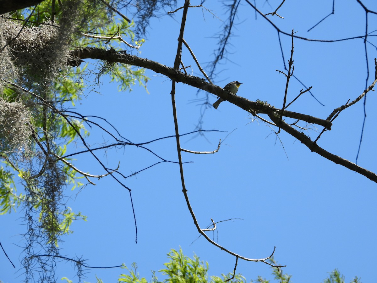 Yellow-throated Warbler - ML617513719