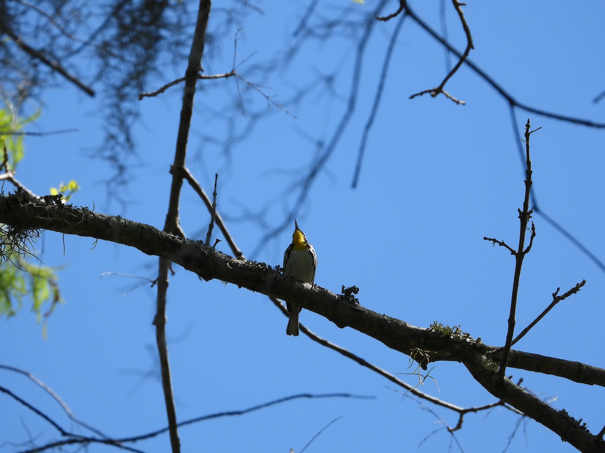 Paruline à gorge jaune - ML617513722