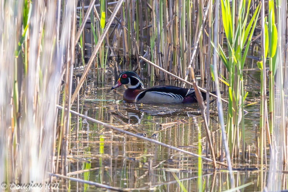 Wood Duck - ML617513740