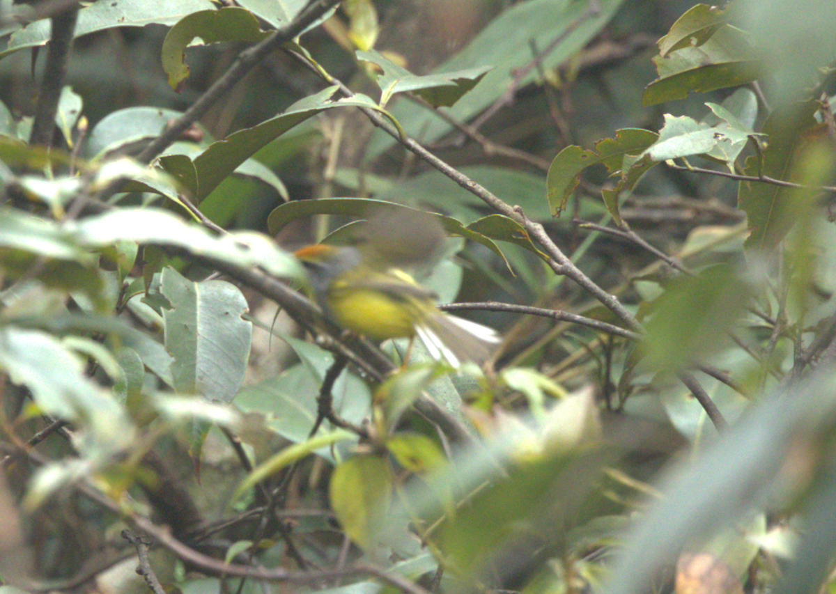 Mountain Tailorbird - ML617513746