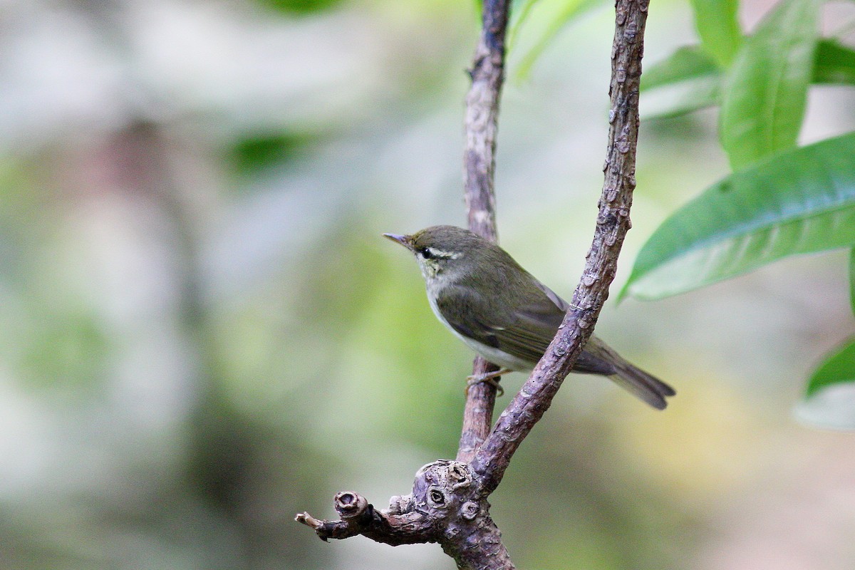 Arctic/Kamchatka Leaf Warbler - Chih-Wei(David) Lin