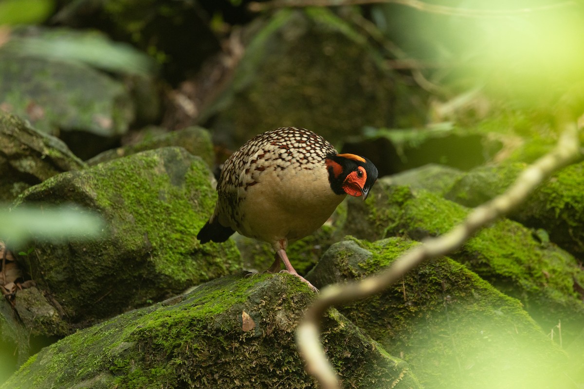 Cabot's Tragopan - 1an Wang