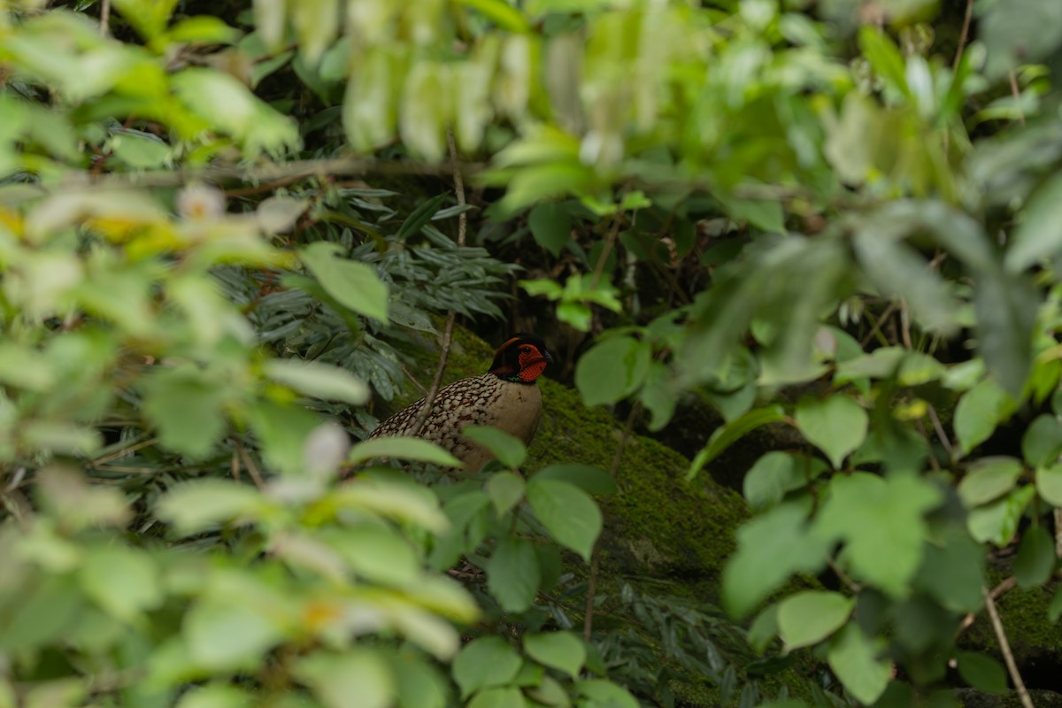 Cabot's Tragopan - ML617513790