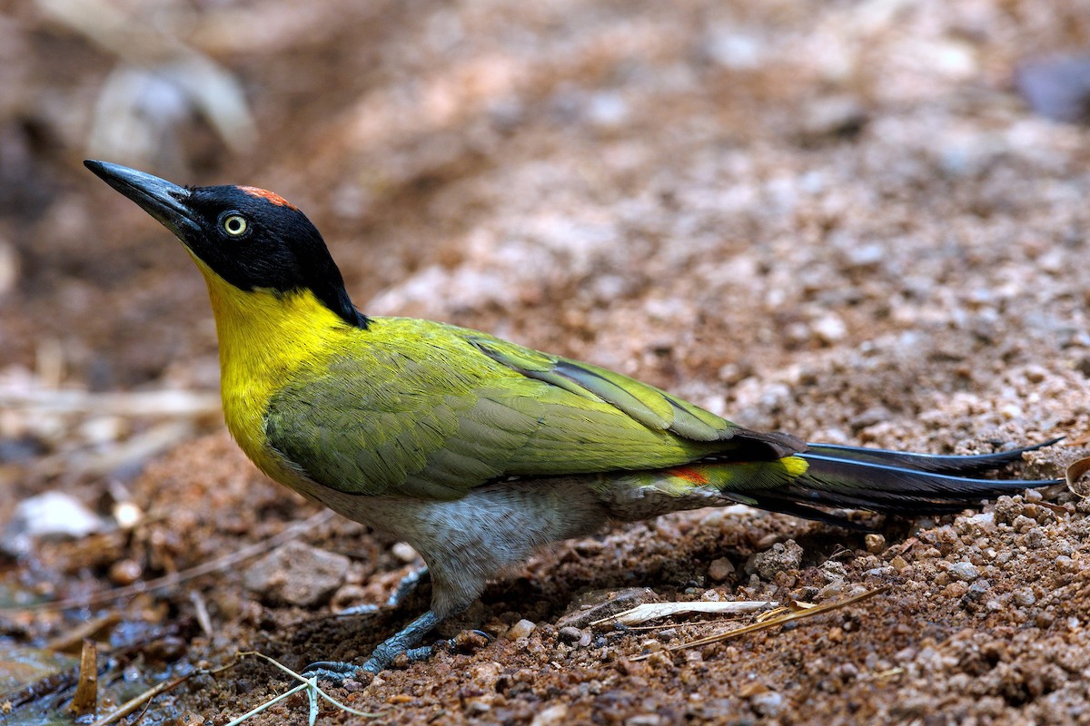 Black-headed Woodpecker - ML617513857