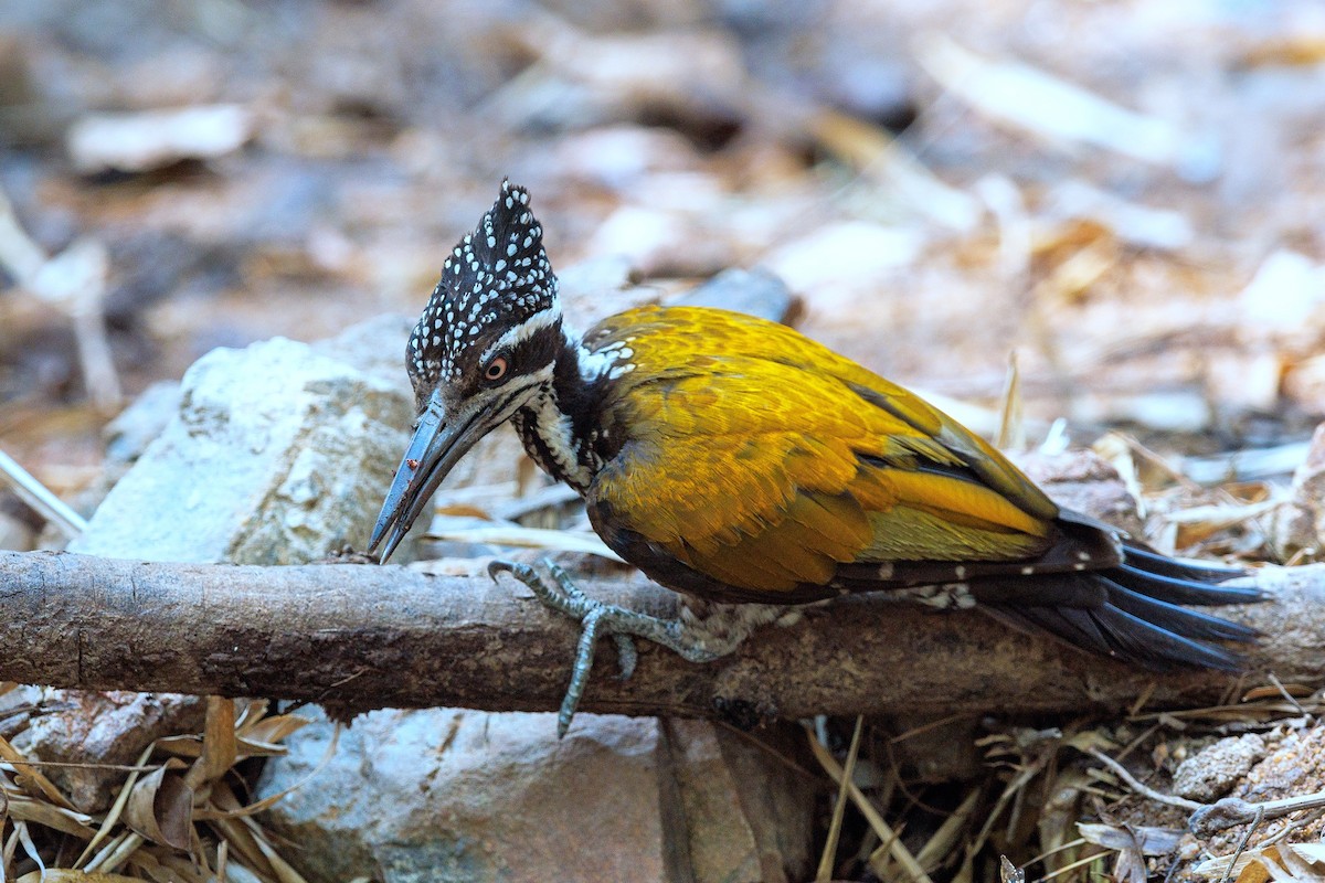 Common Flameback - ML617513866