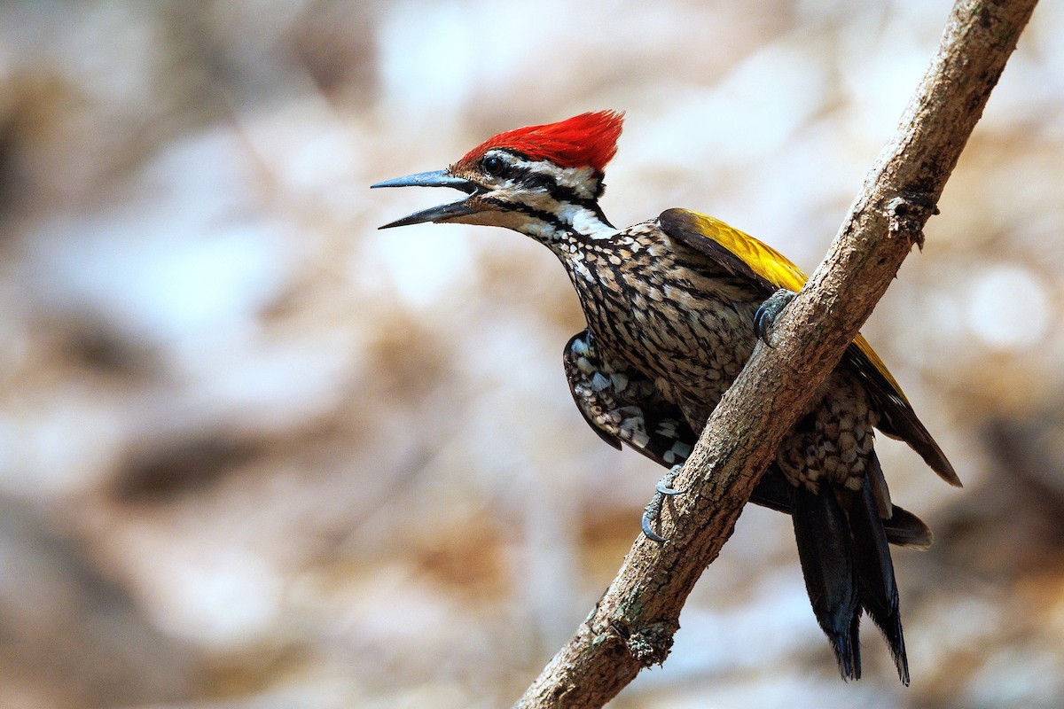 Common Flameback - ML617513867